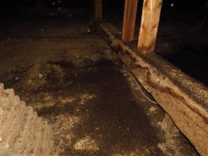 netopierí trus v podkroví školy