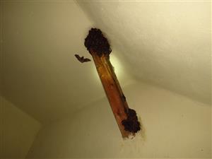 podkrovie s kolóniou Mema