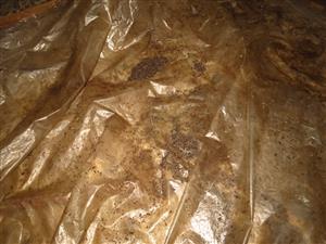 netopierí trus v podkroví