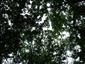 Teplomilné panónske dubové lesy (24.6.2015)