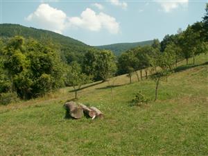 pohľad na TML_ColiMyrm_002 Špania dolina 4. augusta 2015