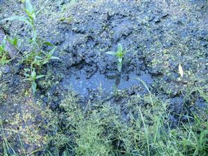 vzlynanie vody v stupaji