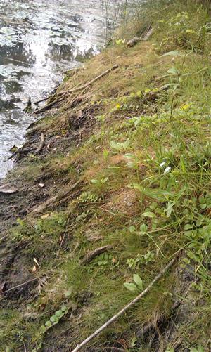 pohlad na pomerne strmy breh so spolocenstvom s Eleocharis acicularis