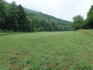 pohľad na biotop v spodnej časti lokality