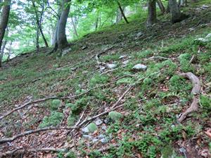 Leucobryum glaucum v sutinách v lesnom prostredí