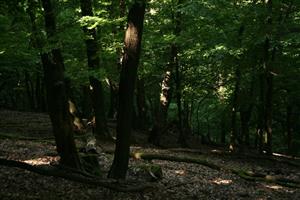 Fotografia zachytáva biotopy v TML.