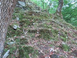 sutiny na  skalných hrebienkoch, borovicovo-dubové sutiny