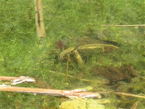 Triturus montandoni M+ F