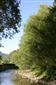 Horské vodné toky a ich drevinová vegetácia so Salix eleagnos (1.8.2015)