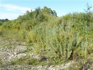 Porast Myricaria germanica v  TML 