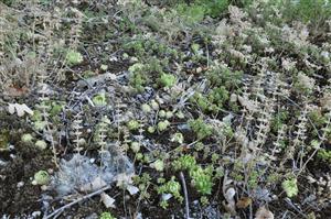 Detailný pohľad na porast so Sedum album, Jovibarba hirta a Acinos arvensis