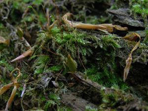 Buxbaumia viridis na TMP č. 001.