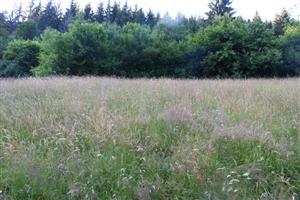 západná časť plochy