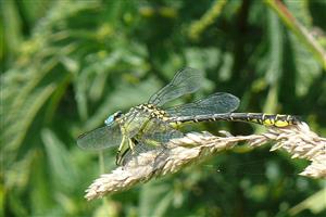 Stylurus flavipes