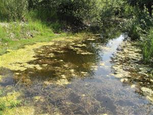 Sp.N.Ves- Mier - bočné rameno Hornádu