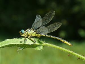 Stylurus flavipes