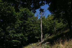 Fotografia zachytáva biotopy fuzáča veľkého na lokalite.