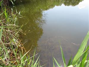 detail porostu vodních makrofyt