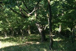 Fotografia zachytáva biotopy v TML.