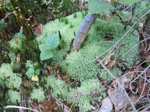 leucobryum glaucum