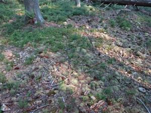 leucobryum glaucum na pôdnom povrchu, preryté zverou