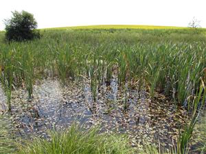 Pohled do nejvíce rozvolněné části lokality s nejlépe vyvinutým biotopem Vo2