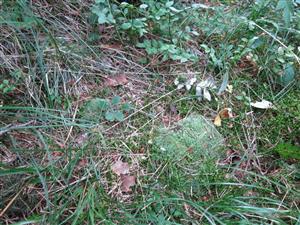 leucobryum glaucum