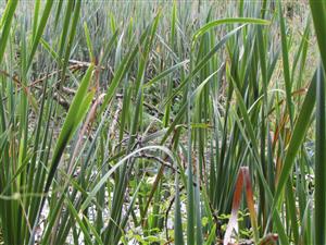 Pohled do nejvíce rozvolněné části lokality