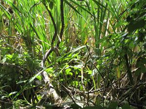 porost Menyanthes trifoliata