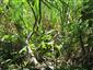 porost Menyanthes trifoliata