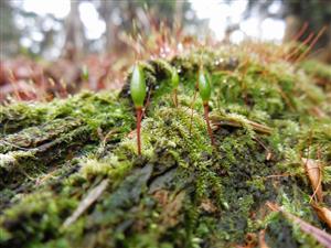 Buxbaumia viridis