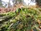 Buxbaumia viridis