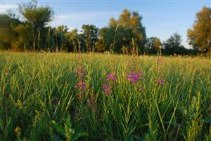 Lythrum virgatum v poraste