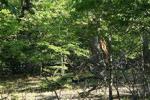 Fotografia zachytáva biotopy v TML.