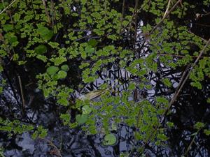 porost Salvinia natans