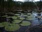 porost Nymphaea alba v mozaice s Typha angustifolia