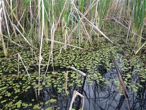 porost Salvinia natans