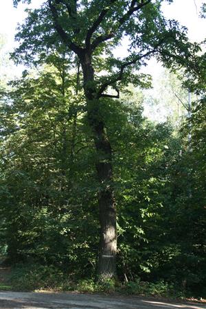 Fotografia zachytáva biotopy v TML.