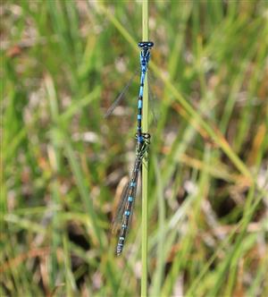 pár C. ornatum