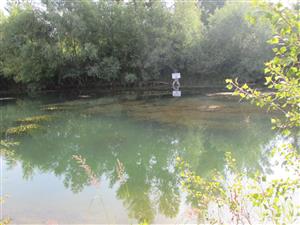 Porosty makrofytů; vlevo M. verticillatum, vpravo E. nuttallii