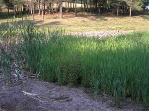 Pohľad na plochu TML