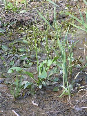 Pohľad na plochu TML