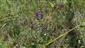Suchomilné travinnobylinné a krovinové porasty na vápnitom podloží (*dôležité stanovištia Orchideaceae) (13.6.2015)