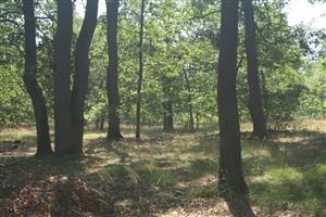 Fotografia zachytáva biotopy v TML.