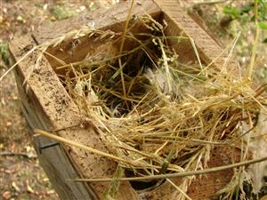 Búdka s hniezdom po vrabcovi poľnom, v ktorom bolo nájdené hniezdo pĺšika lieskového s 3 mláďatami