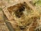 Búdka s hniezdom po vrabcovi poľnom, v ktorom bolo nájdené hniezdo pĺšika lieskového s 3 mláďatami