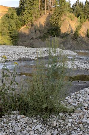 Myricaria germanica na štrkovej lavici rieky Belá.