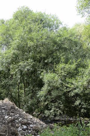 Porast Salix elaeagnos na brehu potoka Smrečianka.