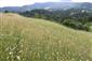 Suchomilné travinnobylinné a krovinové porasty na vápnitom podloží (*dôležité stanovištia Orchideaceae) (16.6.2015)