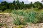 Horské vodné toky a ich drevinová vegetácia s myrikovkou nemeckou (9.8.2013)